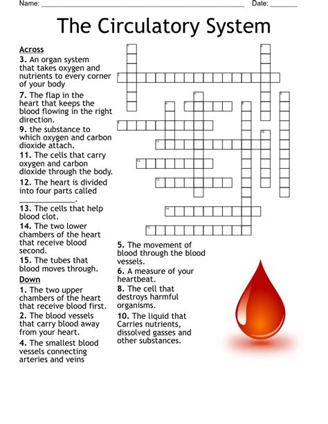 the circulatory system worksheet crossword answer key